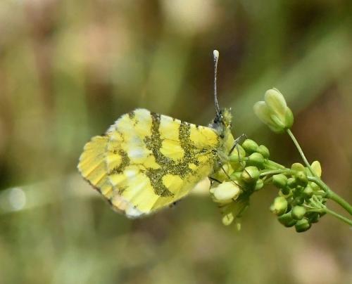 Réf. 228 814 : Anthocharis euphenoides